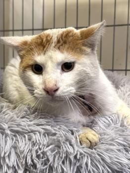River, FIV und FelV positiv