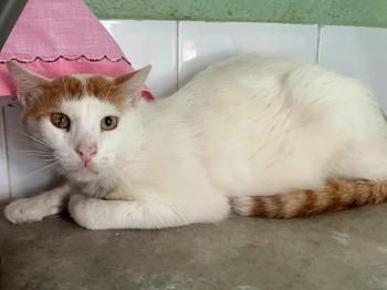 River, FIV und FelV positiv
