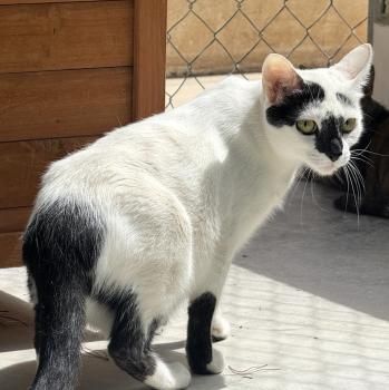 Misiela
