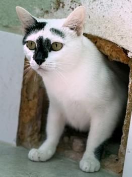 Misiela