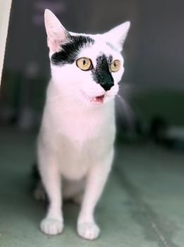 Misiela