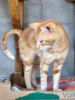 Grunon, FIV positiv