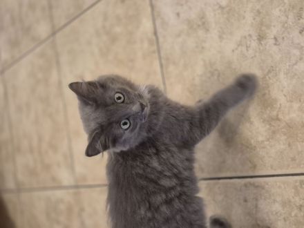Ragdoll / Türkisch Angora mix