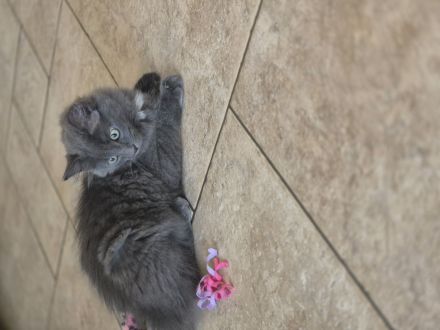 Ragdoll / Türkisch Angora mix