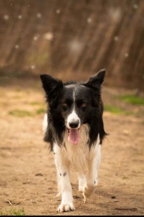 Border Collie Deckrüde