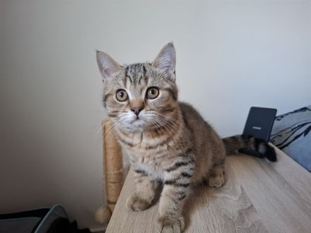 Liebevolle BKH - Kitten von privat suchen ein liebevolles Zuhause
