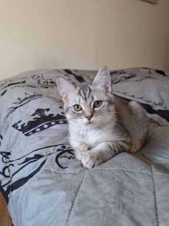 Liebevolle BKH - Kitten von privat suchen ein liebevolles Zuhause