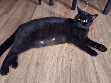 Liebevolle BKH - Kitten von privat suchen ein liebevolles Zuhause