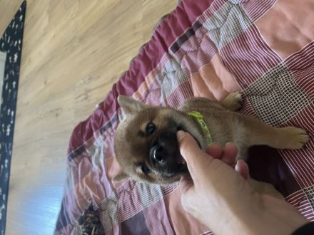 Shiba Inu Welpe, Rüde