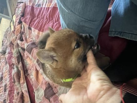 Shiba Inu Welpe, Rüde
