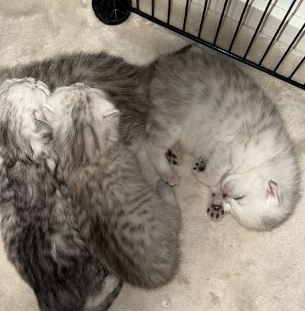 Liebevolle Britisch Langhaar/Kurzhaar Mix Kitten suchen ab Oktober ihr Für-immer-Zuhause