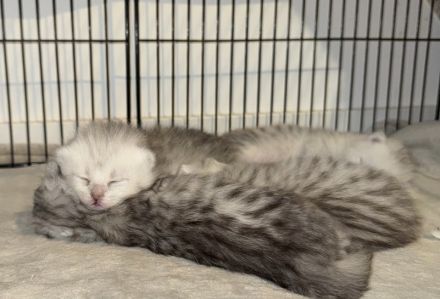 Liebevolle Britisch Langhaar/Kurzhaar Mix Kitten suchen ab Oktober ihr Für-immer-Zuhause
