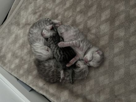 Liebevolle Britisch Langhaar/Kurzhaar Mix Kitten suchen ab Oktober ihr Für-immer-Zuhause
