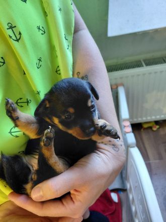 Prager Rattler Mix Welpen