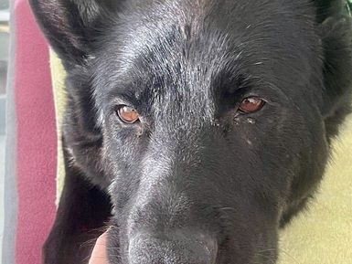 Zuhause gesucht für Anastasia