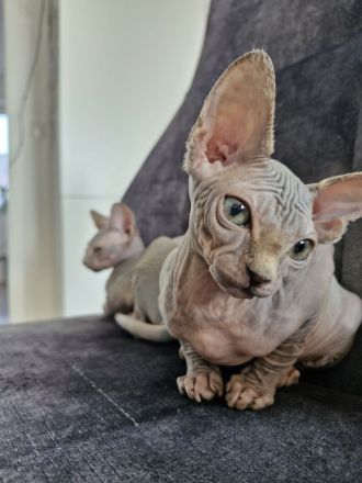 Sphynx-Kitten suchen ihr Für-immer-Zuhause (Nur zusammen!)