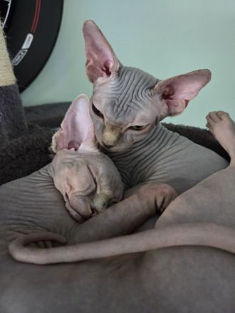Sphynx-Kitten suchen ihr Für-immer-Zuhause (Nur zusammen!)
