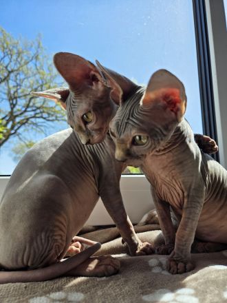 Sphynx-Kitten suchen ihr Für-immer-Zuhause (Nur zusammen!)