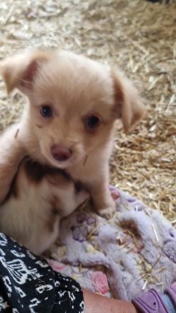 Chihuahua-Malteser Welpe (Rüde) 11 Wochen alt