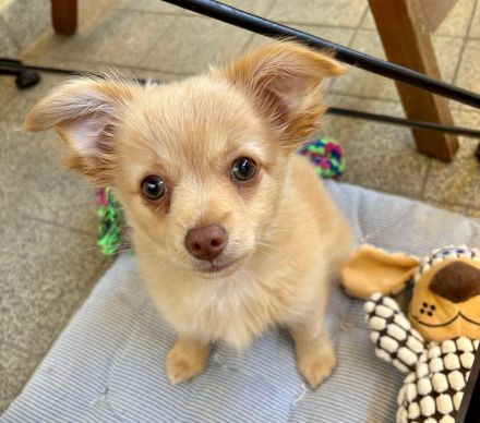 Zauberhafter Chihuahua-Malteser Welpe (Rüde) 11 Wochen alt