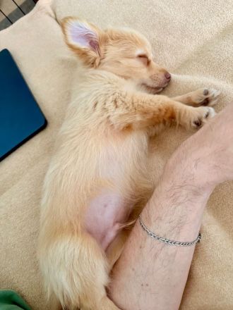 Zauberhafter Chihuahua-Malteser Welpe (Rüde) 11 Wochen alt
