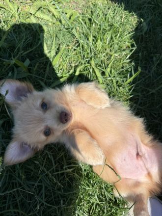 Chihuahua-Malteser Welpe (Rüde) 11 Wochen alt