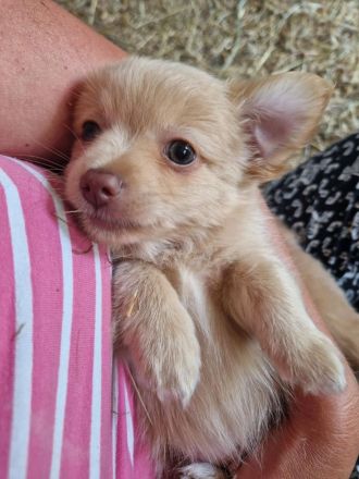 Chihuahua-Malteser Welpe (Rüde) 11 Wochen alt