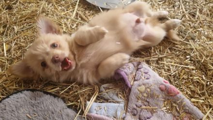 Chihuahua-Malteser Welpe (Rüde) 11 Wochen alt