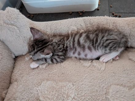 Main Coon Mix