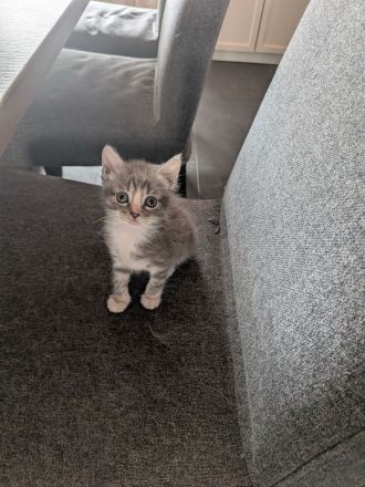 Main Coon Mix