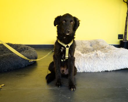 Bambo unser Herzenshund...