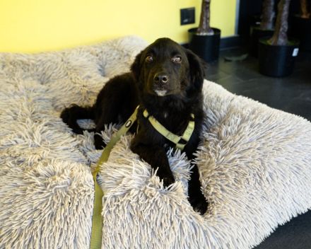 Bambo unser Herzenshund...