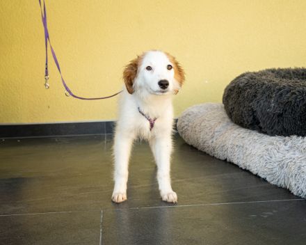 Aleika unsere kleine Schönheit..