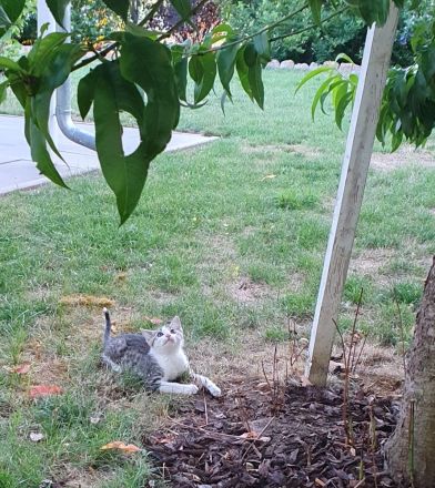 Süße wunderschöne gesunde kleine Kitten/Babykätzchen/Babykatzen