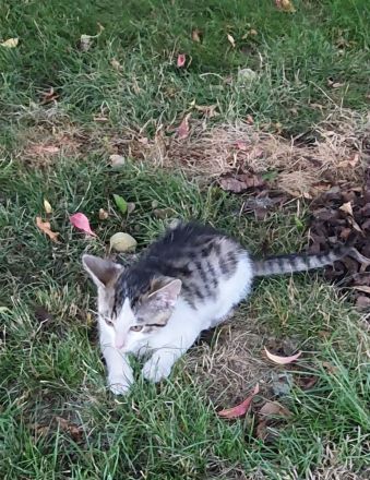 Süße wunderschöne gesunde kleine Kitten