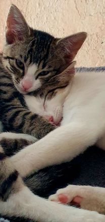 Süße wunderschöne gesunde kleine Kitten/Babykätzchen/Babykatzen