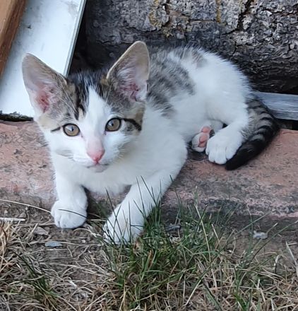 Süße wunderschöne gesunde kleine Kitten