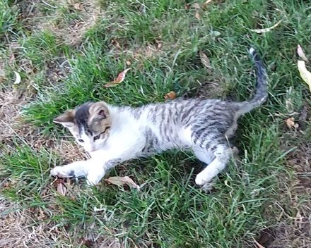 Süße wunderschöne gesunde kleine Kitten