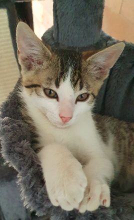 Süße wunderschöne gesunde kleine Kitten/Babykätzchen/Babykatzen