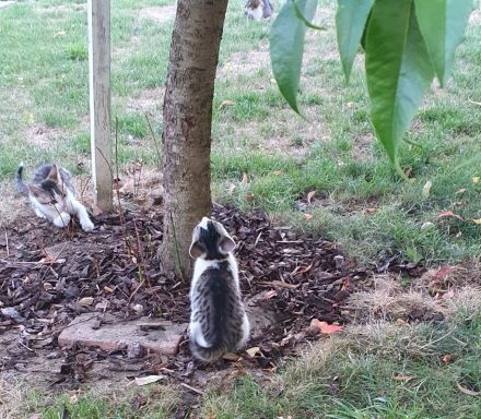 Süße wunderschöne gesunde kleine Kitten/Babykätzchen/Babykatzen