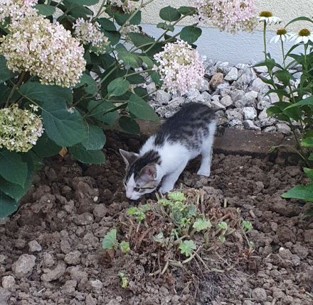 Süße wunderschöne gesunde kleine Kitten