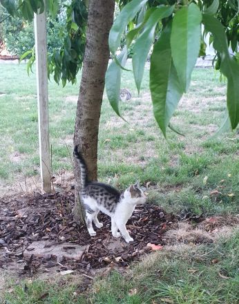 Süße wunderschöne gesunde kleine Kitten/Babykätzchen/Babykatzen