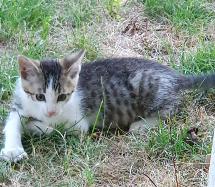 Süße wunderschöne gesunde kleine Kitten