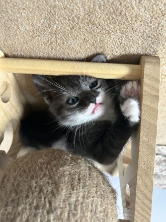 Schnurpiloten suchen neues zu Hause