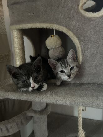 Schnurpiloten suchen neues zu Hause