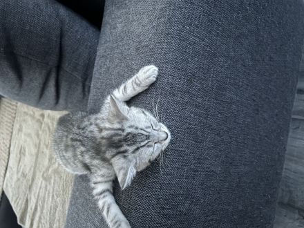 Schnurpiloten suchen neues zu Hause