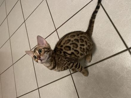 Süße Bengal Kitten Brown Spottet Tabby / ABGABEBEREIT noch 2 Kätzchen Frei