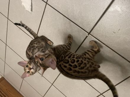 Süße Bengal Kitten Brown Spottet Tabby / ABGABEBEREIT noch 2 Kätzchen Frei