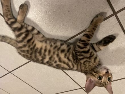 Süße Bengal Kitten Brown Spottet Tabby / ABGABEBEREIT noch 2 Kätzchen Frei