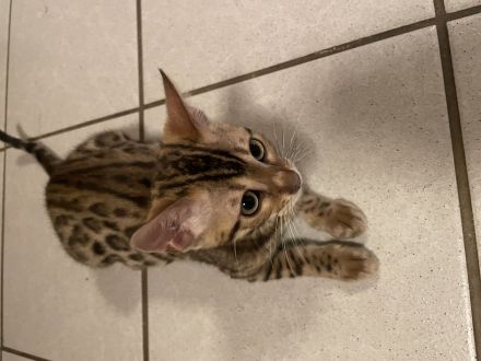 Süße Bengal Kitten Brown Spottet Tabby / ABGABEBEREIT noch 2 Kätzchen Frei